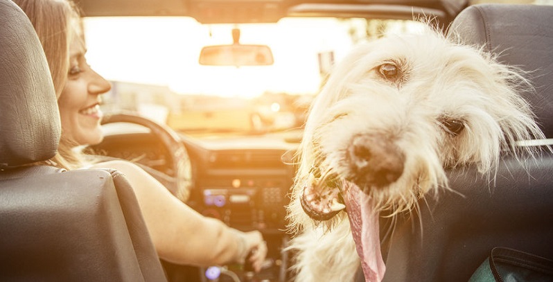 Unrestrained Pets Often Distract Colorado Drivers