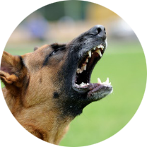 Colorado Dog Bite Injury Lawyer